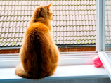 Британский МИД нанял кота для борьбы с мышами в историческом особняке