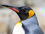В Гамбургском зоосаде пополнилась колония пингвинов-геев - там примут пару, изгнанную из Берлина