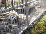 Родители девочки, на которую напал тигр, договорились о компромиссе с зоопарком Барнаула