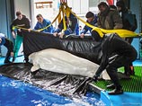Животное сумело вынуть защитную решетку из приямка над сливной трубой, застряло и скончалось от асфиксии Животное сумело вынуть защитную решетку из приямка над сливной трубой, застряло и скончалось от асфиксии