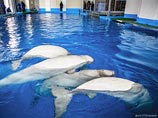 В ночь на 15 апреля в бассейне главного корпуса океанариума погибла одна из четырех белух, передислоцированных туда на этой неделе из открытого вольера в бухте Парис В ночь на 15 апреля в бассейне главного корпуса океанариума погибла одна из четырех белух, передислоцированных туда на этой неделе из открытого вольера в бухте Парис