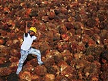 "Коммерсант": правительство отказалось от акциза на пальмовое масло