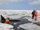 В Долинском районе Сахалинской области благополучно завершилась спасательная операция по вызволению из ледового плена четырех косаток В Долинском районе Сахалинской области благополучно завершилась спасательная операция по вызволению из ледового плена четырех косаток