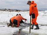 Последняя косатка, остававшаяся зажатой по льдах у села Стародубское, была успешно доведена до чистой воды и ушла в открытое море