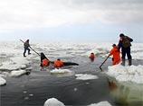 На Сахалине "всем миром" спасли из ледового плена четвертую косатку Вилли На Сахалине "всем миром" спасли из ледового плена четвертую косатку Вилли