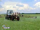В Иркутской области саранча уничтожила половину урожая