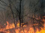 Тувинский пастух, спасавший скот от снежного барса, устроил лесной пожар Тувинский пастух, спасавший скот от снежного барса, устроил лесной пожар
