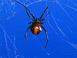 Ядовитый паук из рода черных вдов укусил за пенис сиднейского строителя