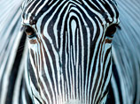 В норвежском зоопарке зебру обезглавили и пустили на корм тиграм на глазах у детей