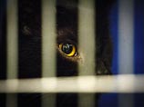 Приют для животных "Эко Вешняки" на востоке Москвы, где минувшей ночью произошли столкновения между охраной организации и зоозащитниками, а рядом с учреждением нашли трупы кошек и собак, за два года получил 300 млн рублей от государства
