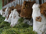 Европа запрещает генномодифицированные пищевые продукты и мясо животных, при выращивании которых применялись гормоны, в качестве меры предосторожности со ссылками на возможные риски
