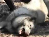 Власти Подмосковья расследуют появления трупов животных в районе Ивантеевки Власти Подмосковья расследуют появления трупов животных в районе Ивантеевки