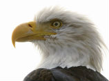 Столкновение белоголового орлана с самолетом впервые привело к человеческим жертвам