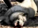 Новые трупы животных найдены во втором приюте владельцев "Эко Вешняки" Новые трупы животных найдены во втором приюте владельцев "Эко Вешняки"