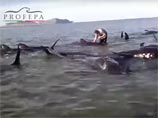 Сразу 27 гринд - дельфиновых размером с небольших китов - выбросились на мелководье в штате Нижняя Калифорния