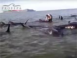 Два десятка дельфинов-гринд погибли, выбросившись на берег в Мексике Два десятка дельфинов-гринд погибли, выбросившись на берег в Мексике