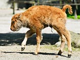 В Йеллоустоунском парке усыпили новорожденного зубра после того, как туристы покатали его в автомобиле В Йеллоустоунском парке усыпили новорожденного зубра после того, как туристы покатали его в автомобиле