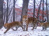 В приморской "Земле леопарда" зафиксировали кошачий беби-бум В приморской "Земле леопарда" зафиксировали кошачий беби-бум