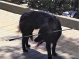 В Пекине защитники животных в четверг, 19 мая, спасли бездомную черную собаку, бродившую с 70-сантиметровой стрелой в голове по "Зоне искусств 798" на северо-востоке города