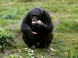 В одном из шотландских сафари-парков телефонным хулиганом оказался шимпанзе
