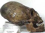 В Африке обнаружен череп древнейшего предка человека