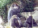 Неизвестно, как встретили бы незнакомого homo sapiens приматы, если бы не находчивость служителя зоопарка, открывшего решетку вольера, где их кормят