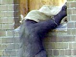 Посетитель Нью-йоркского зоопарка попытался уйти жить к гориллам 