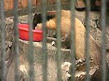 В Новосибирском зоопарке появилось потомство у редкого зверька - харзы