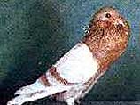 Спор о голубях: один человек погиб, 14 ранены