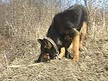 Во время тренировки служебно-розыскной собаки были обнаружены три нарушителя границы из Китая