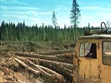 Вырубку леса пытаются остановить активисты Социально-экологического союза Западного Кавказа и движения "Автономное действие"