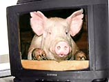 Свиньи "сыграют" людей в новом телешоу