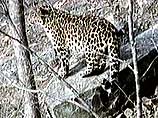 Дальневосточный леопард оказался под угрозой полного уничтожения