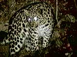 Дальневосточный леопард оказался под угрозой полного уничтожения