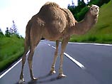 Минувшей ночью в земле Нижняя Саксония произошло необычное дорожно-транспортное происшествие - в нем участвовали легковой автомобиль и три верблюда