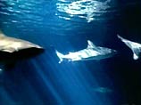 Россиянка, пострадавшая от акулы у берегов США, остается в критическом состоянии