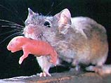 В Москве будут разводить мышей-мутантов