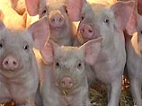Управляющему фермой компании Seabord Farms Аледжо Пена предъявлены обвинения из четырех пунктов, в том числе в избиении свиней железным прутом и молотком
