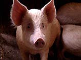 В США фермер пойдет под суд за жестокое обращение со свиньями