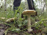 МЧС научит грибников ориентироваться в лесу, чтобы их не искать
