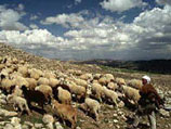 Пастух искал свою овцу, а нашел древний храм
