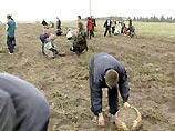 На полях колхоза имени Ленина Пригородного района Северной Осетии пойманы с поличным 15 похитителей нового урожая