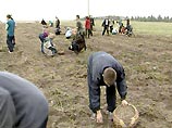 На полях колхоза имени Ленина Пригородного района Северной Осетии пойманы с поличным 15 похитителей нового урожая На полях колхоза имени Ленина Пригородного района Северной Осетии пойманы с поличным 15 похитителей нового урожая