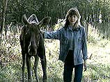 В России приручили лосей, чтобы лечиться их молоком