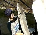 Высокопоставленные сотрудники МВД Дагестана везли 1,5 тонны браконьерской рыбы