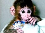 Миниатюрная обезьянка породы "цебус" по имени Сюзи на улице ограбила прохожего