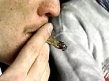 Нидерланды одобрили применение марихуаны в медицинских целях