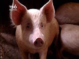 "Интеррос" займется свиноводством