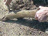 Гребнев был пойман с поличным при попытке переправить за рубеж скелет мамонта, обнаруженного на территории Сибири