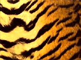 В Непале королевский бенгальский тигр загрыз шестерых человек